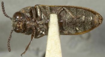 Media type: image;   Entomology 33806 Aspect: habitus ventral view